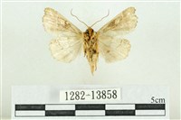 紅暈散紋夜蛾藏品圖，第2張