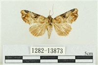 紅暈散紋夜蛾藏品圖，第1張