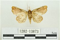 紅暈散紋夜蛾藏品圖，第2張