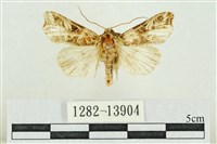 紅暈散紋夜蛾藏品圖，第1張