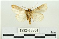 紅暈散紋夜蛾藏品圖，第2張