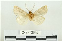 紅暈散紋夜蛾藏品圖，第2張