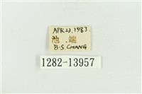 紅暈散紋夜蛾藏品圖，第3張