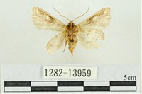 紅暈散紋夜蛾藏品圖，第2張