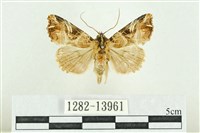 紅暈散紋夜蛾藏品圖，第1張