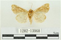 紅暈散紋夜蛾藏品圖，第2張