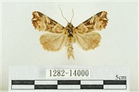 紅暈散紋夜蛾藏品圖，第1張