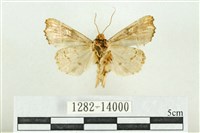 紅暈散紋夜蛾藏品圖，第2張