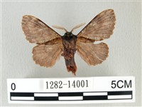 銀肩枯葉蛾藏品圖，第2張