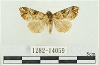 紅暈散紋夜蛾藏品圖，第1張