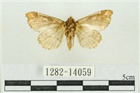 紅暈散紋夜蛾藏品圖，第2張