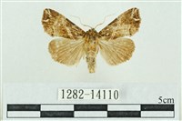 粉紅帶散紋夜蛾藏品圖，第1張