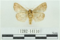 粉紅帶散紋夜蛾藏品圖，第2張