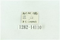 粉紅帶散紋夜蛾藏品圖，第3張