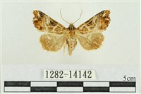 弧角散紋夜蛾藏品圖，第1張