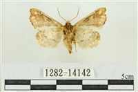 弧角散紋夜蛾藏品圖，第2張