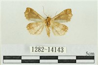 弧角散紋夜蛾藏品圖，第2張