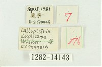 弧角散紋夜蛾藏品圖，第3張