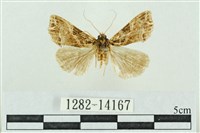 粉紅帶散紋夜蛾藏品圖，第1張