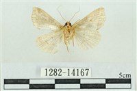 粉紅帶散紋夜蛾藏品圖，第2張