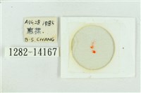 粉紅帶散紋夜蛾藏品圖，第3張