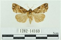 粉紅帶散紋夜蛾藏品圖，第1張