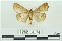 粉紅帶散紋夜蛾藏品圖，第2張