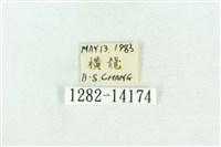 粉紅帶散紋夜蛾藏品圖，第3張