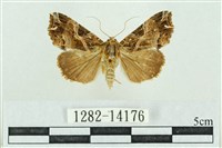 粉紅帶散紋夜蛾藏品圖，第1張