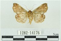 粉紅帶散紋夜蛾藏品圖，第2張