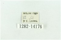 粉紅帶散紋夜蛾藏品圖，第3張