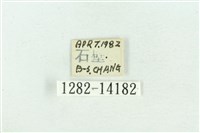 粉紅帶散紋夜蛾藏品圖，第3張