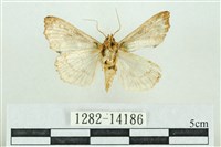 粉紅帶散紋夜蛾藏品圖，第2張