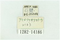 粉紅帶散紋夜蛾藏品圖，第3張