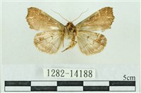 粉紅帶散紋夜蛾藏品圖，第2張