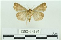 粉紅帶散紋夜蛾藏品圖，第2張