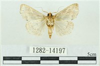 粉紅帶散紋夜蛾藏品圖，第2張