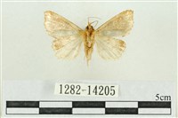 弧角散紋夜蛾藏品圖，第2張