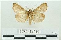 粉紅帶散紋夜蛾藏品圖，第2張