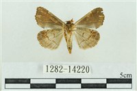 粉紅帶散紋夜蛾藏品圖，第2張