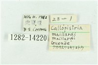 粉紅帶散紋夜蛾藏品圖，第3張