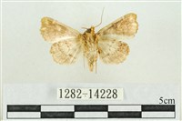 紅暈散紋夜蛾藏品圖，第2張