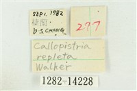 紅暈散紋夜蛾藏品圖，第3張