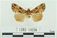 粉紅帶散紋夜蛾藏品圖，第1張