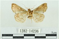 粉紅帶散紋夜蛾藏品圖，第2張