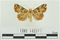 紅暈散紋夜蛾藏品圖，第1張