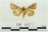 紅暈散紋夜蛾藏品圖，第2張