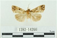 粉紅帶散紋夜蛾藏品圖，第1張