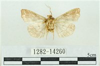 粉紅帶散紋夜蛾藏品圖，第2張