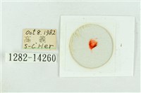 粉紅帶散紋夜蛾藏品圖，第3張